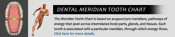Dentist Skowhegan - Dental Meridian tooth Chart